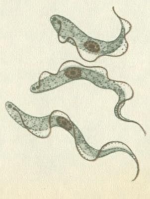 Praprvoci - Bikovci - Zooflagellata - Trypanozoma spavin