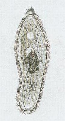 Nlevnci - Trepka velk