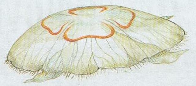Talovka uat