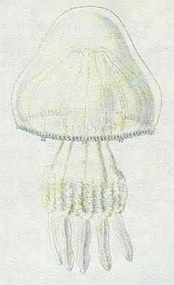 Koenostka plicnat