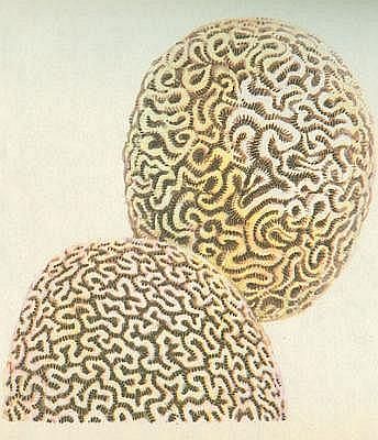 Vtvnk mozkov