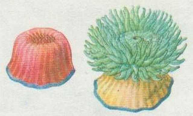 Sasanka kosk