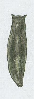 Plotnka horsk