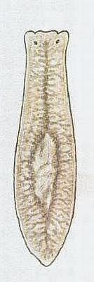 Plotnka mln