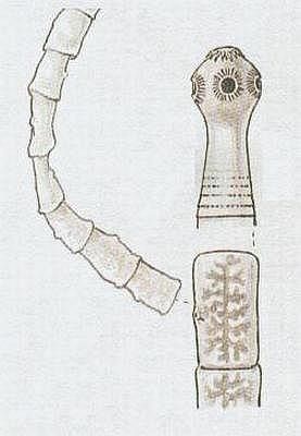 Tasemnice dlouholenn