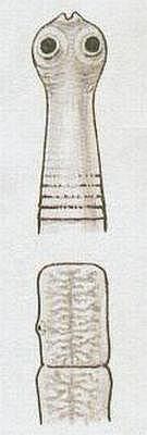 Tasemnice bezbrann