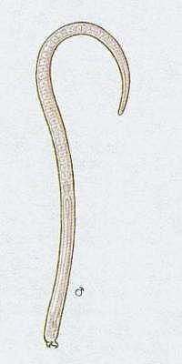 Svalovec stoen