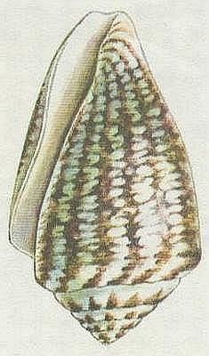 Pli - Homolice bichat