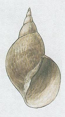 Pli - Plovatka bahenn