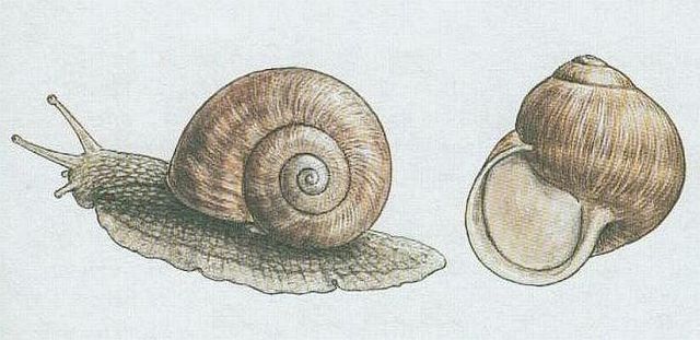 Pli - Hlem zahradn