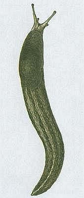 Pli - Slimk popelav