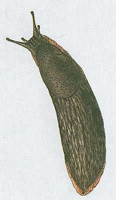 Pli - Plzk lesn