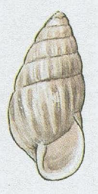 Pli - Lank stepn