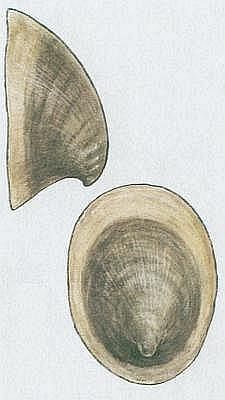 Pli - Kamomil n