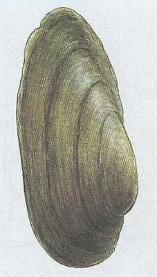 Mli - Velevrub malsk