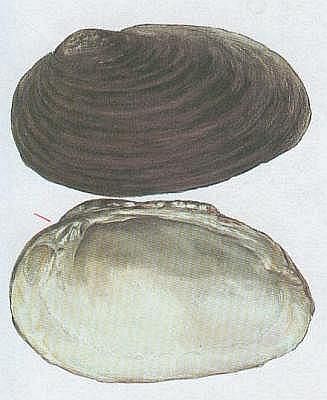 Mli - Velevrub tup