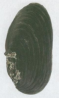 Mli - Perlorodka n