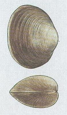Mli - Okruanka n