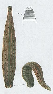 Pijavka lkask