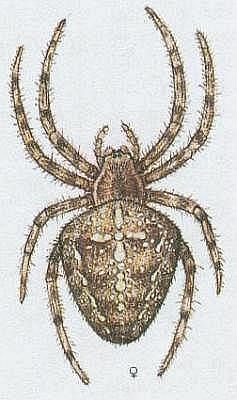 Kleptkatci - Pavoukovci - Pavouci - Kik obecn