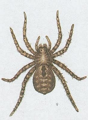 Kleptkatci - Pavoukovci - Pavouci - Slk tatarsk