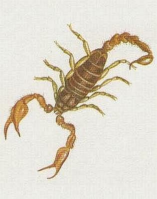 Kleptkatci - Pavoukovci - ti - tr klnat