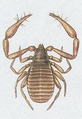 Kleptkatci - Pavoukovci - trci - trek obecn