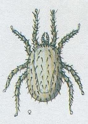 Klepítkatci - Pavoukovci - Roztoči - Čmelík kuří