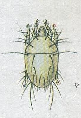 Klepítkatci - Pavoukovci - Roztoči - Roztočík včelí