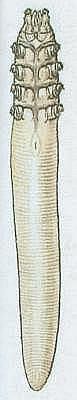 Kleptkatci - Pavoukovci - Roztoi - Trudnk tukov