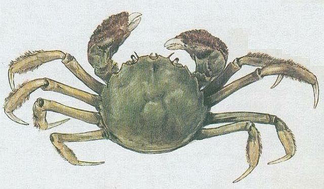 abernat - Krab n