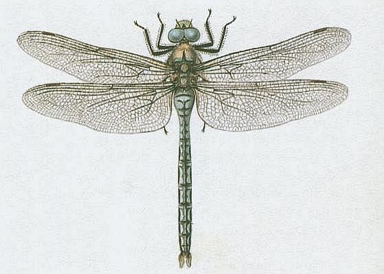 Vzdu�nicovci - Hmyz - V�ky - ��dlo kr�lovsk� 