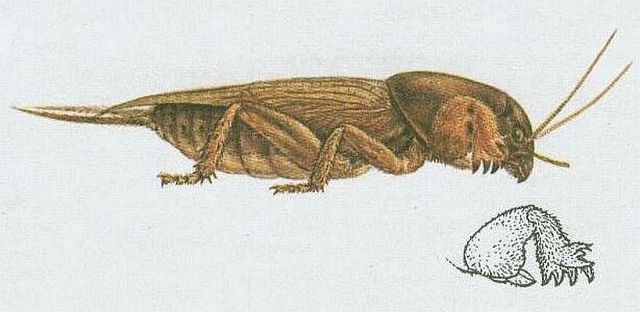 Vzdu�nicovci - Hmyz - Kobylky - Krtono�ka obecn�