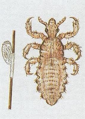 Vzdunicovci - Hmyz - Vi - Ve dtsk
