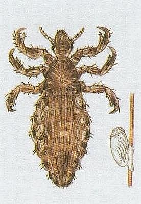 Vzdunicovci - Hmyz - Vi - Ve atn