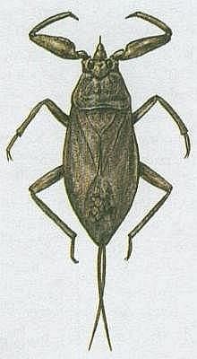 Vzdunicovci - Hmyz - Plotice - Spleule bltiv
