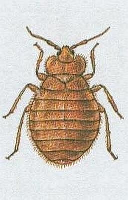 Vzdunicovci - Hmyz - Plotice - tnice domc
