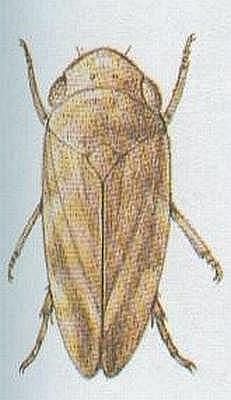 Vzdunicovci - Hmyz - Stejnokdl - Pnodjka obecn
