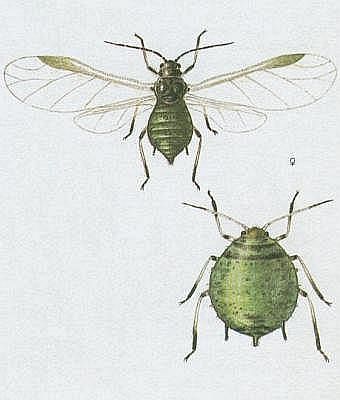 Vzdunicovci - Hmyz - Stejnokdl - Mice makov