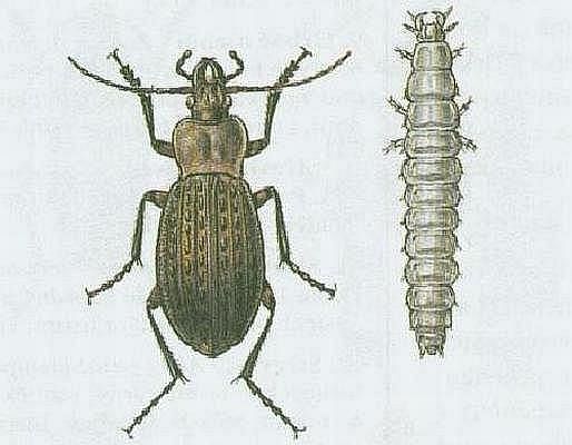 Vzdu�nicovci - Hmyz - Brouci - St�evl�k m�d�n�