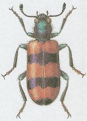 Vzdunicovci - Hmyz - Brouci - Pestrokrovenk velov