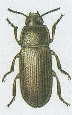 Vzdu�nicovci - Hmyz - Brouci - Potemn�k mou�n�