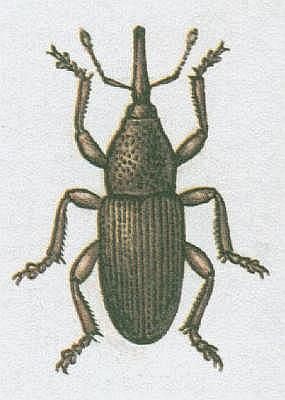 Vzdunicovci - Hmyz - Brouci - Pilous ern