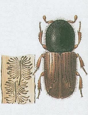 Vzdunicovci - Hmyz - Brouci - Lkorout smrkov