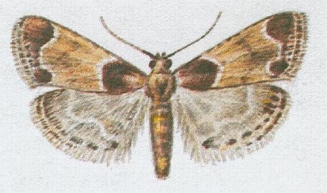 Vzdunicovci - Hmyz - Motli - Zavje domc