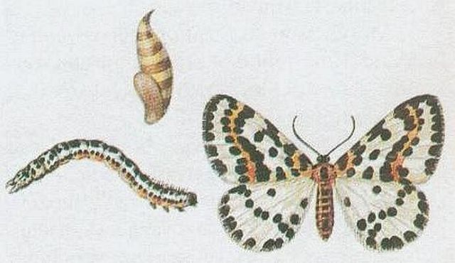 Vzdunicovci - Hmyz - Motli - Palka angretov
