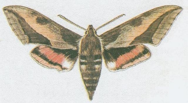Vzdunicovci - Hmyz - Motli - Liaj prycov