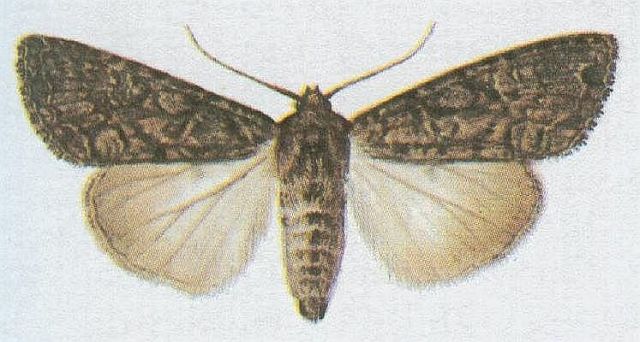 Vzdunicovci - Hmyz - Motli - Mra zeln
