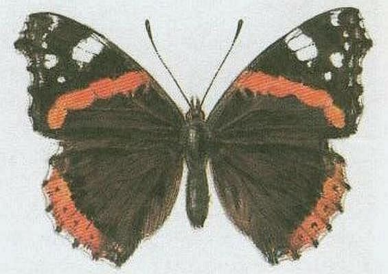 Vzdunicovci - Hmyz - Motli - Baboka admirl