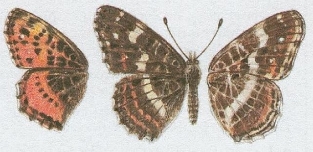 Vzdunicovci - Hmyz - Motli - Baboka sikovan